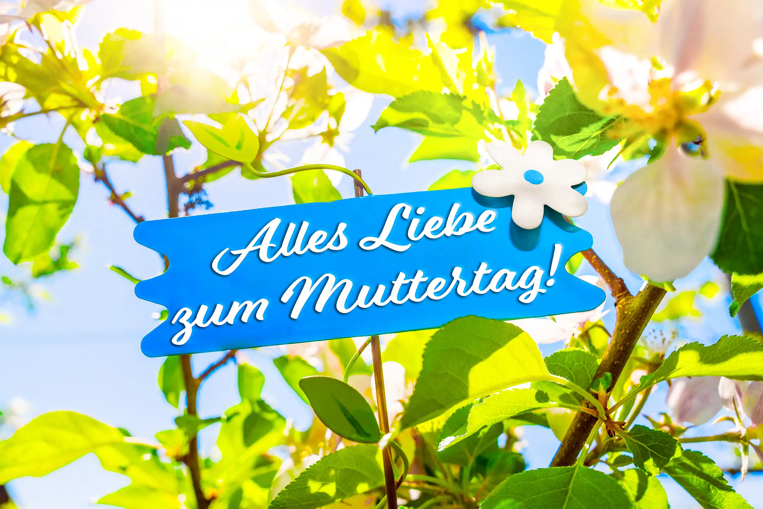 ALLES LIEBE ZUM MUTTERTAG BILD BILDER alles liebe zum muttertag als liebevoller muttertagsgruß auf blauem schild zwischen weißen blüten und grünen blättern im frühling.
