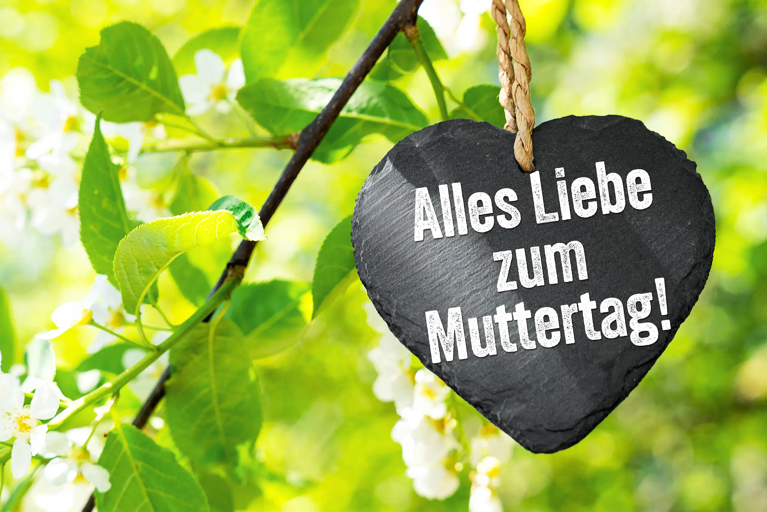 ALLES LIEBE ZUM MUTTERTAG – HERZLICHER MUTTERTAGSGRUSS BILDER alles liebe zum muttertag muttertagsgruß auf schwarzem herzschild zwischen weißen blüten, grünen blättern und hellem frühlingslicht.