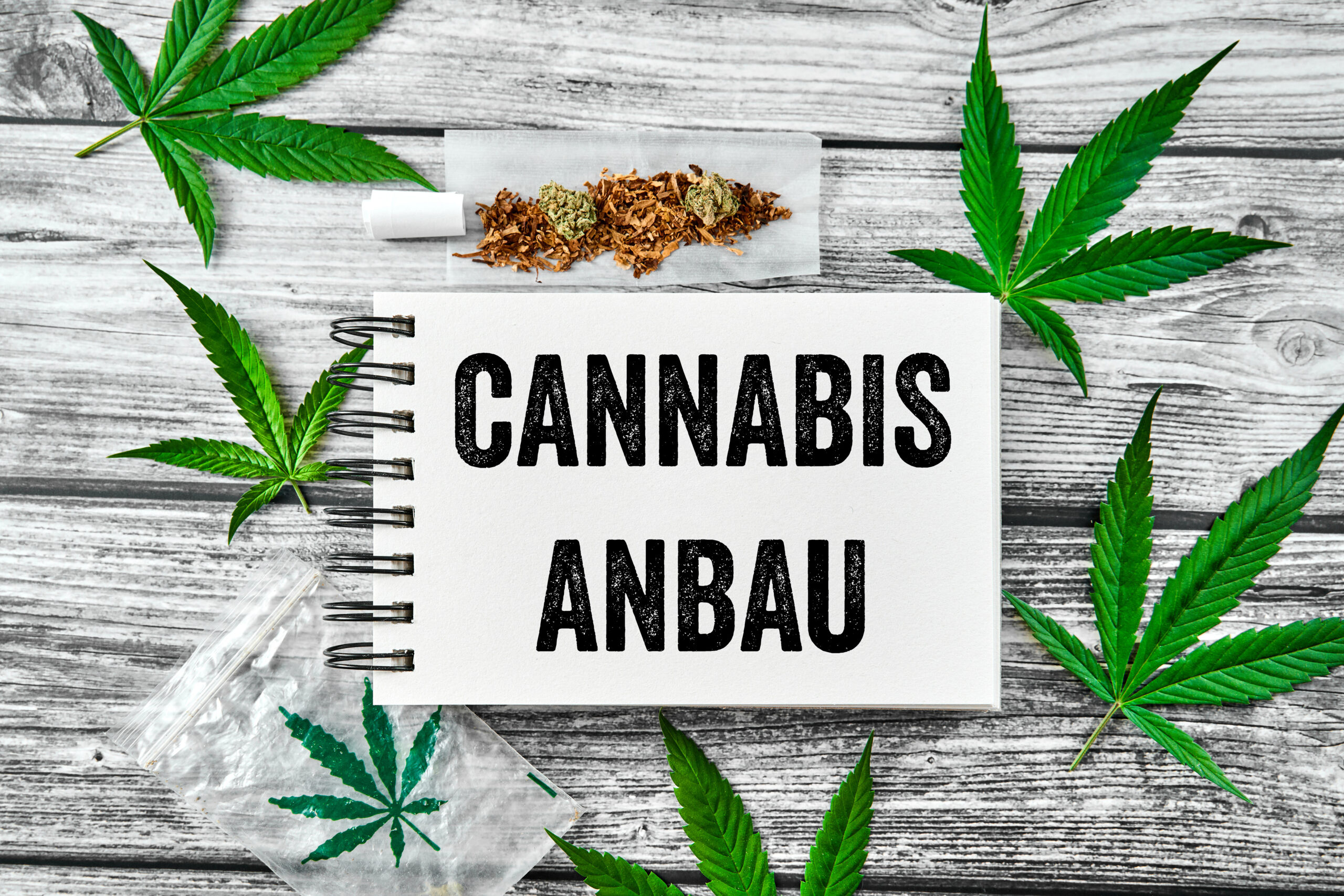 CANNABIS ANBAU 3 SCALED BILDER cannabis anbau 3 scaled bilder