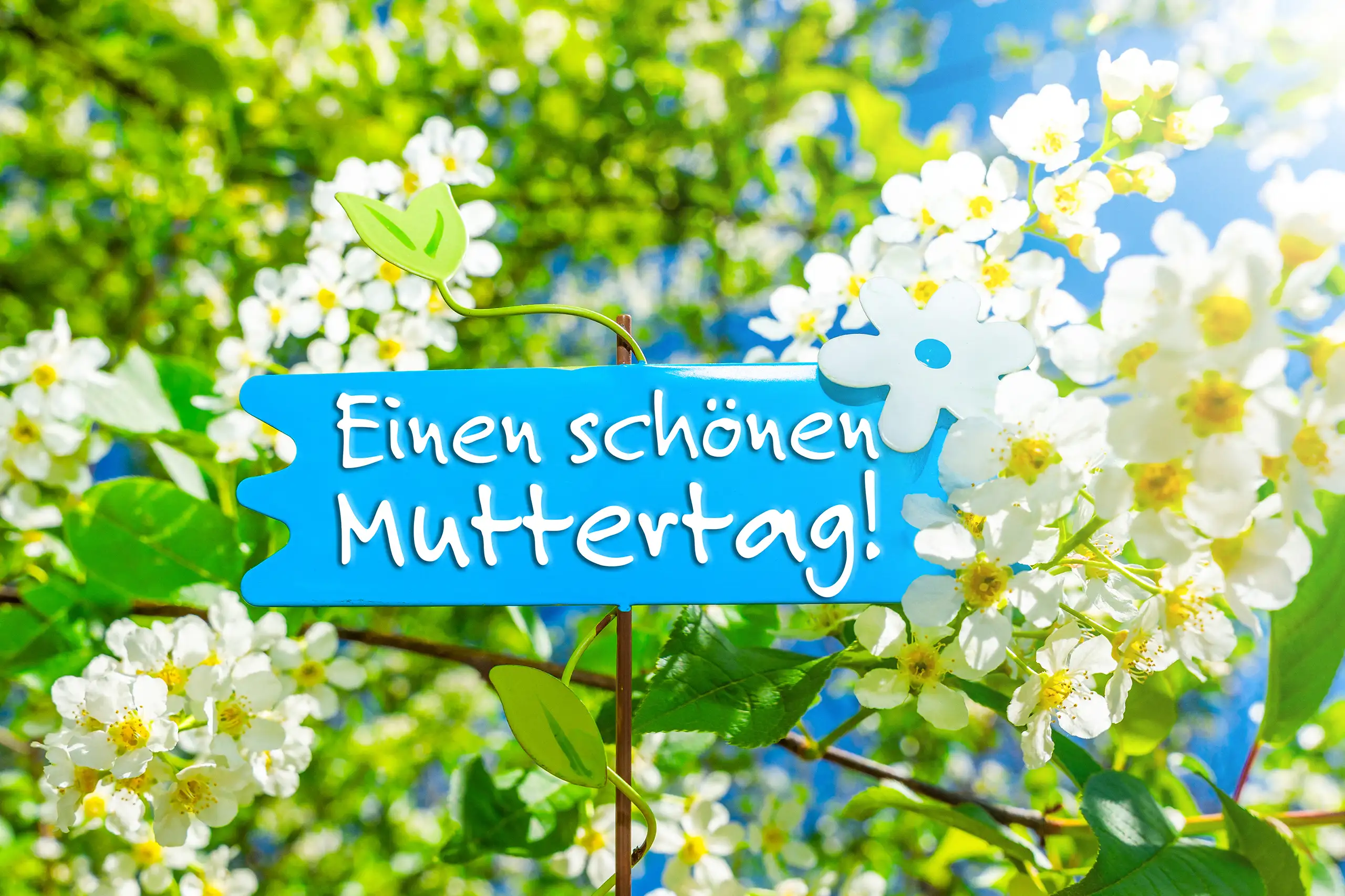 EINEN SCHOENEN MUTTERTAG BILDER blaues schild mit der aufschrift einen schönen muttertag zwischen weißen blüten und grünen blättern im sonnenlicht.