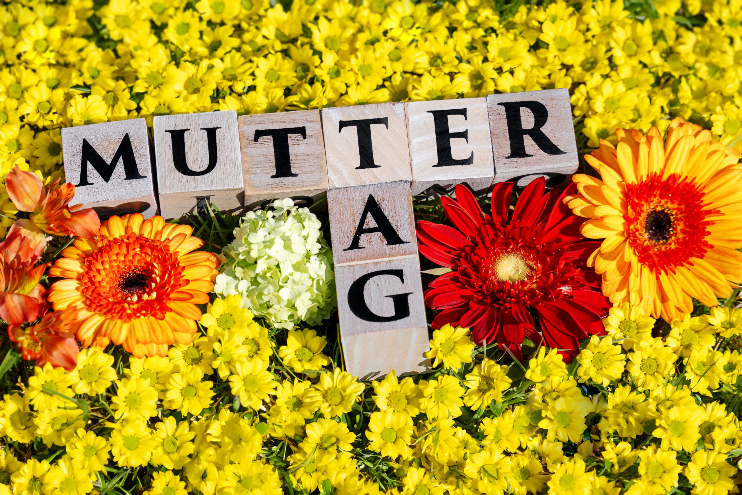 MUTTERTAG SCHRIFTZUG 1 SCALED BILDER muttertag schriftzug aus holzbausteinen in einem meer aus gelben blumen und roten gerbera.