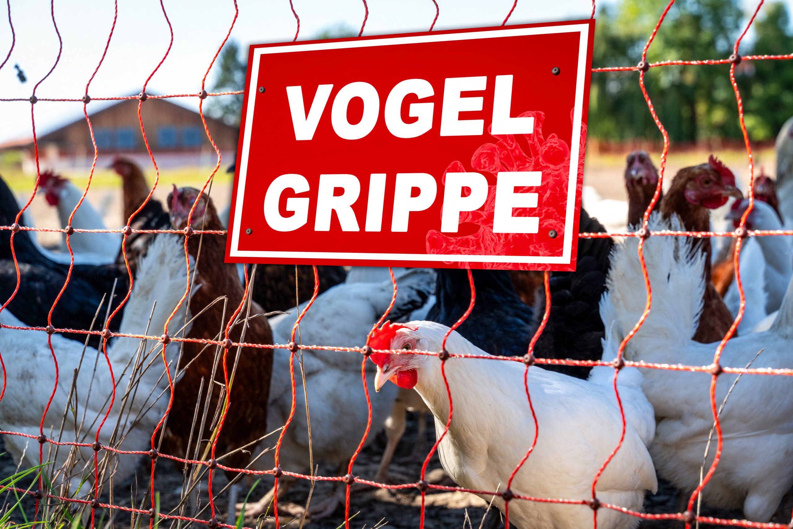 SYMBOLBILDER - SYMBOLISCHE BILDER vogelgrippe scaled