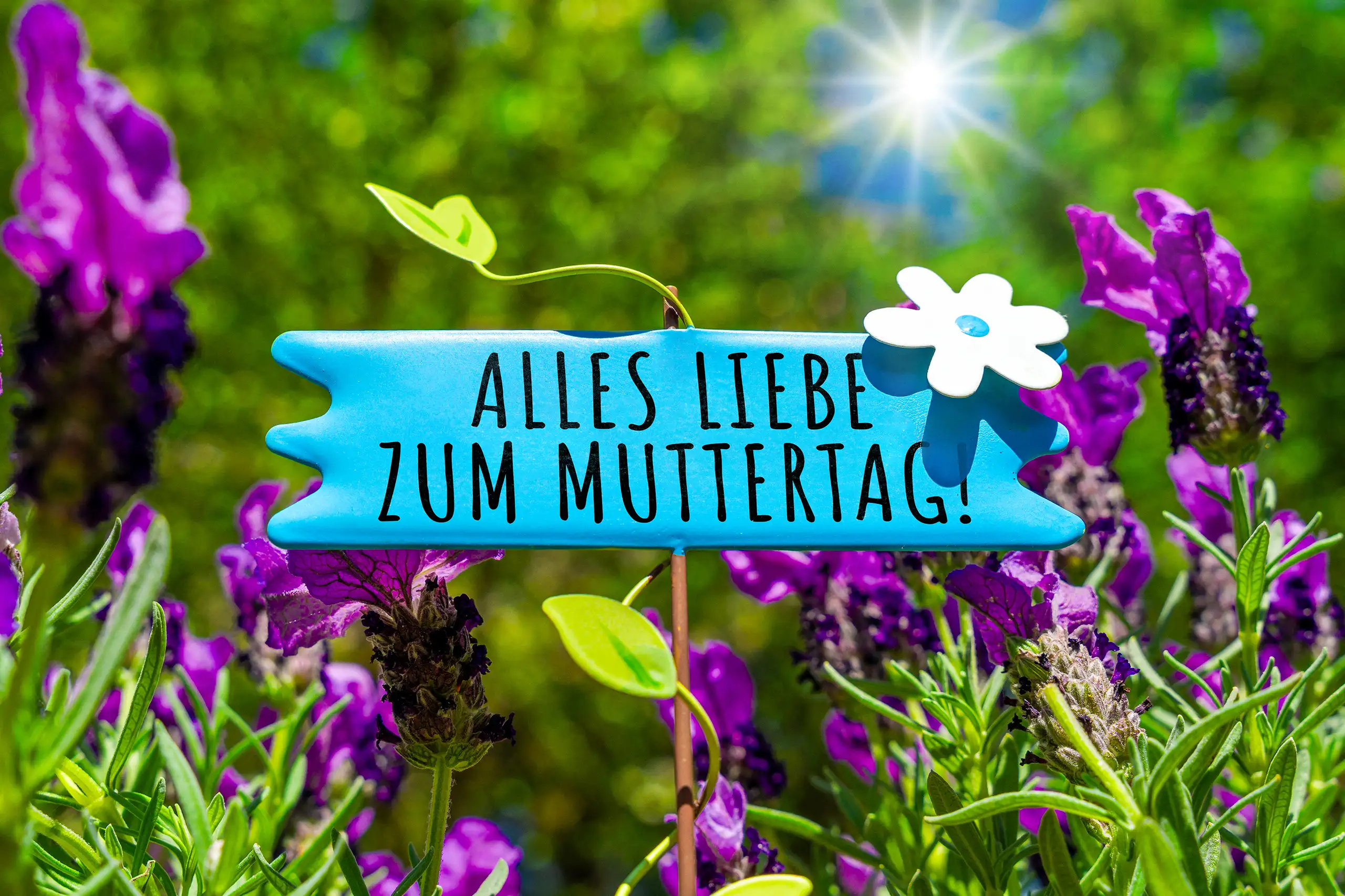 ALLES LIEBE ZUM MUTTERTAG BILDER blaues schild mit der aufschrift alles liebe zum muttertag zwischen violetten blüten und grünen pflanzen im sonnenlicht.