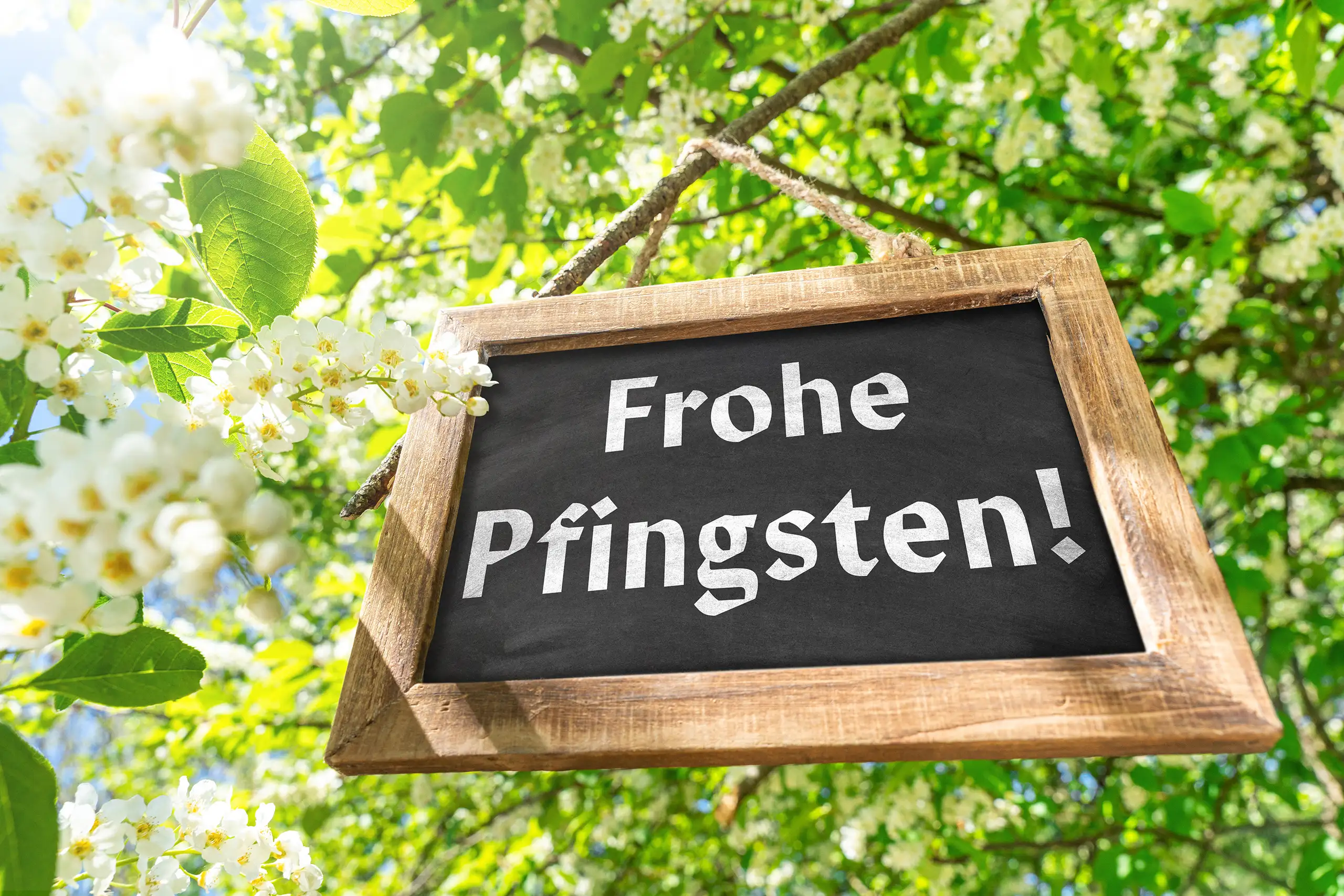holztafel mit dem schriftzug frohe pfingsten zwischen weißen blüten und grünen blättern an einem baum im sonnenlicht.