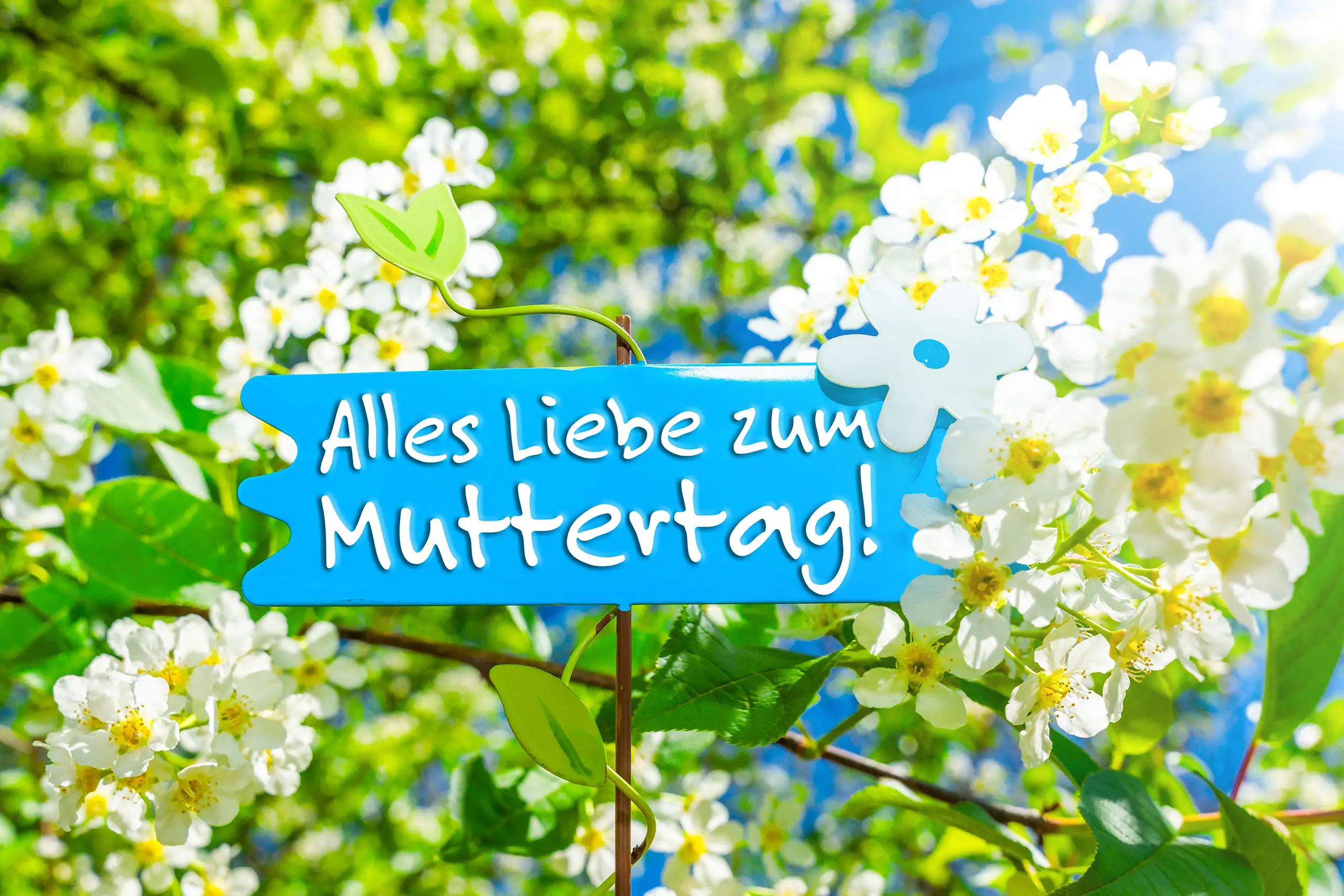 MUTTERTAG WHATSAPP BUSINESS BILDER muttertag whatsapp business gruß mit alles liebe zum muttertag auf blauem schild zwischen weißen blüten und grünen zweigen im frühling.