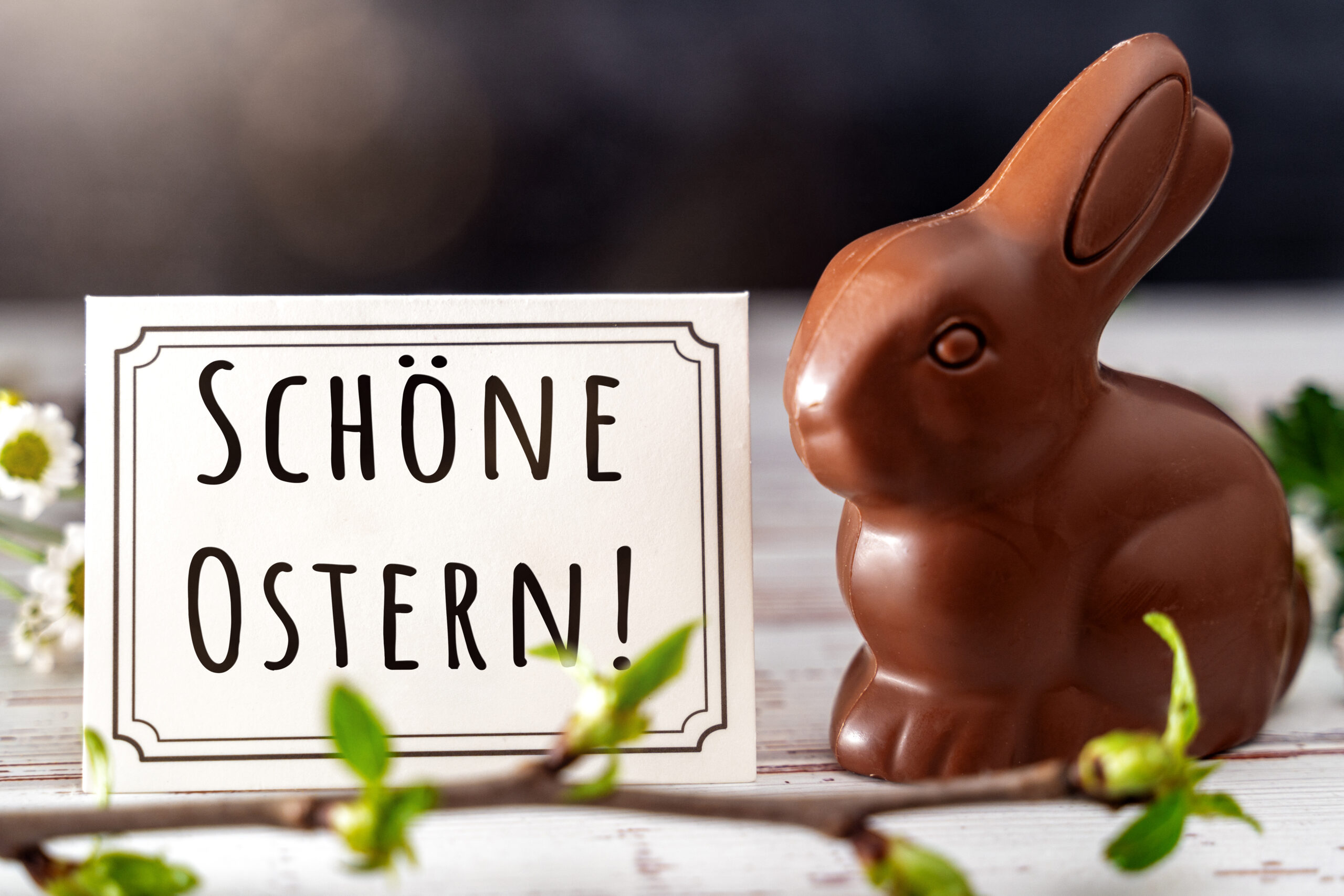 schoene ostern schokoladenhase 1 scaled