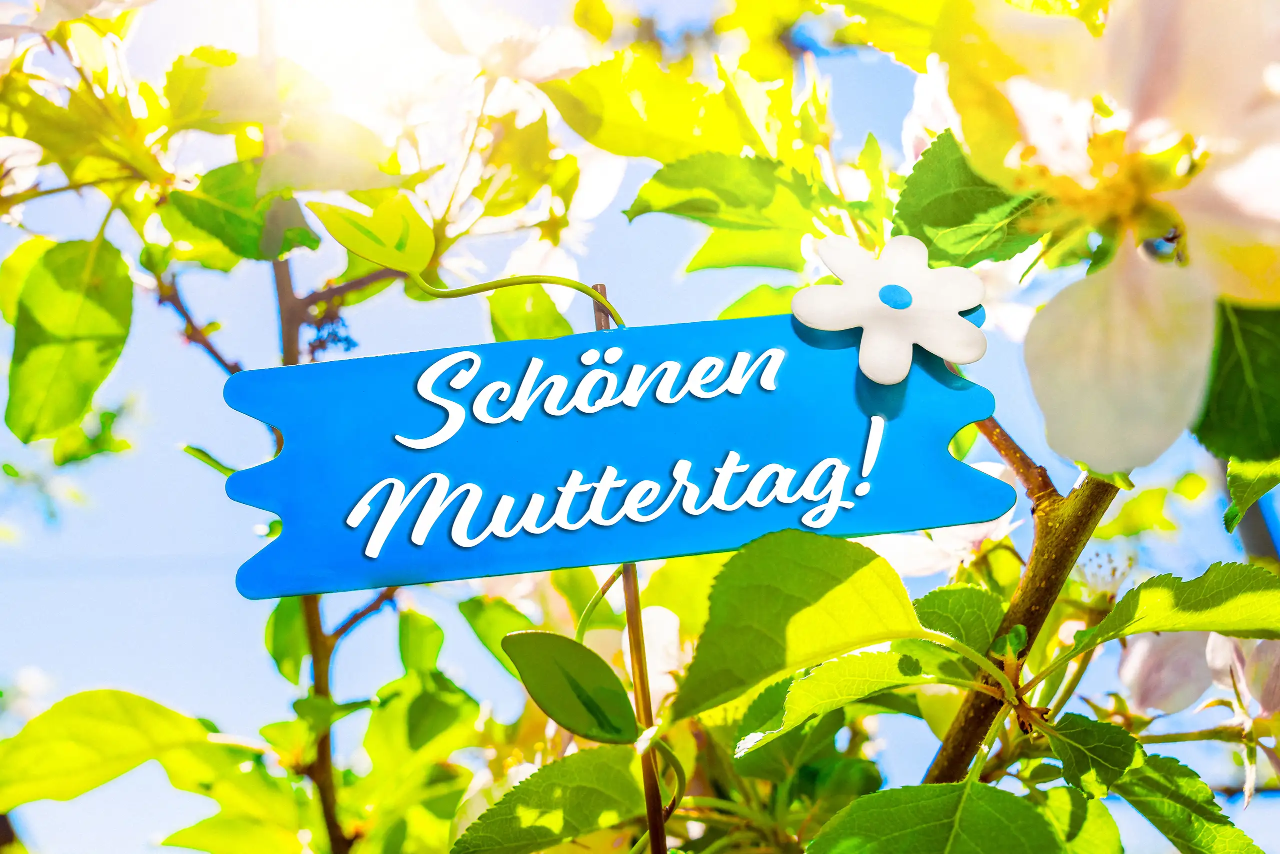 SCHOENEN MUTTERTAG BILD MIT GRUSS BILDER schönen muttertag schild in blau zwischen weißen blüten, grünen blättern und sonnenlicht an einem blühenden baum im frühling